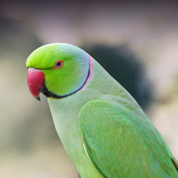 Detail Pic Of Parrot Nomer 6