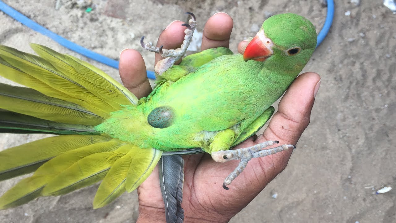 Detail Pic Of Parrot Nomer 53