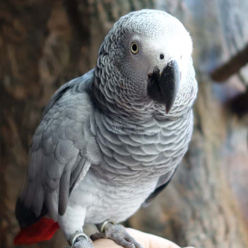 Detail Pic Of Parrot Nomer 54
