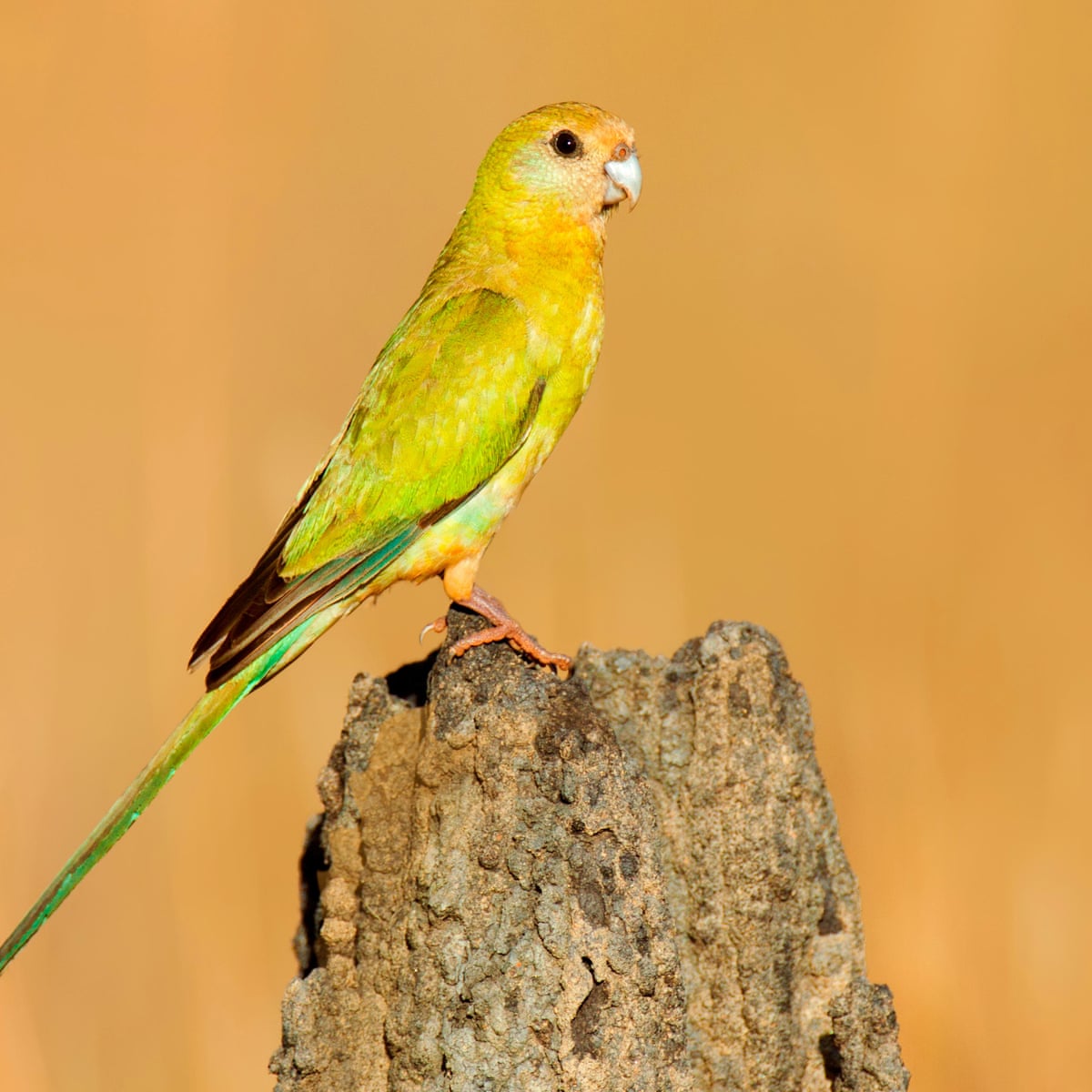 Detail Pic Of Parrot Nomer 55