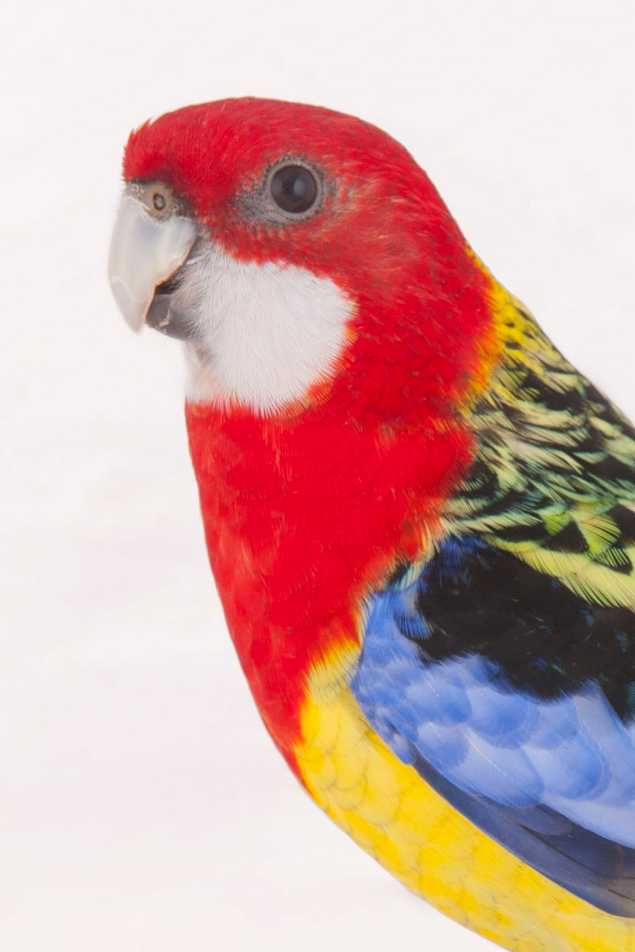 Detail Pic Of Parrot Nomer 7