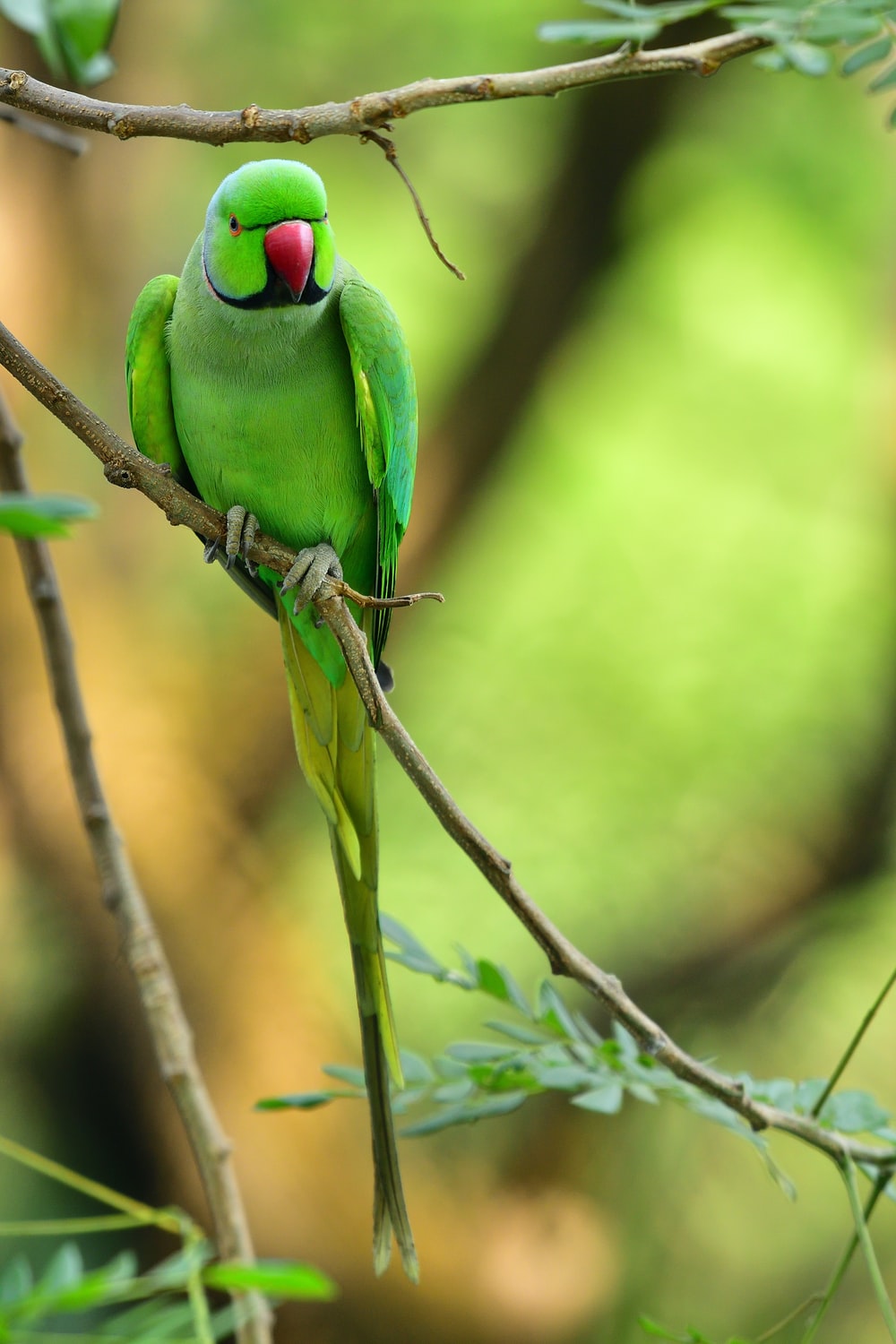 Detail Pic Of Parrot Nomer 9