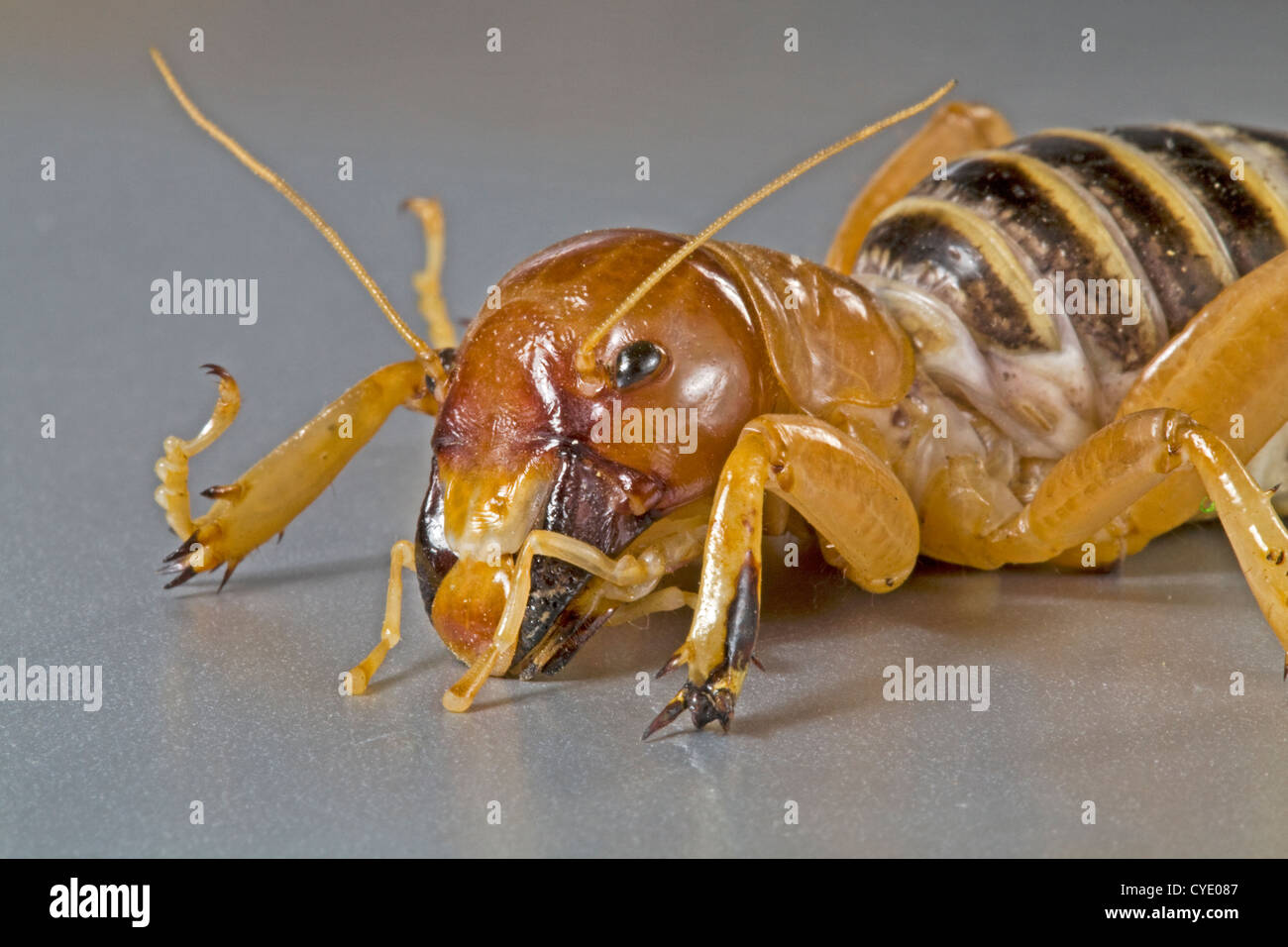 Detail Pic Of Potato Bug Nomer 44
