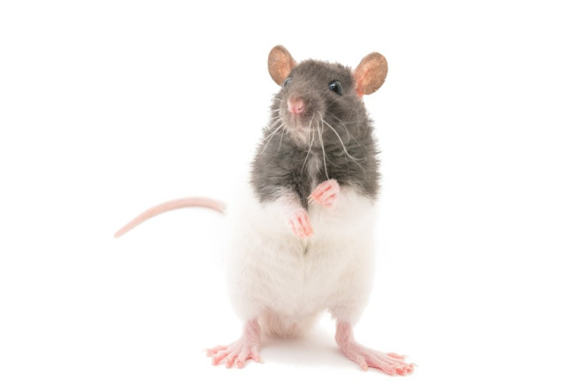Detail Pic Of Rat Nomer 11