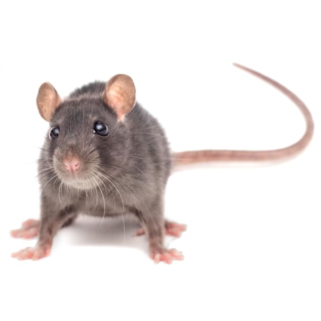Detail Pic Of Rat Nomer 30