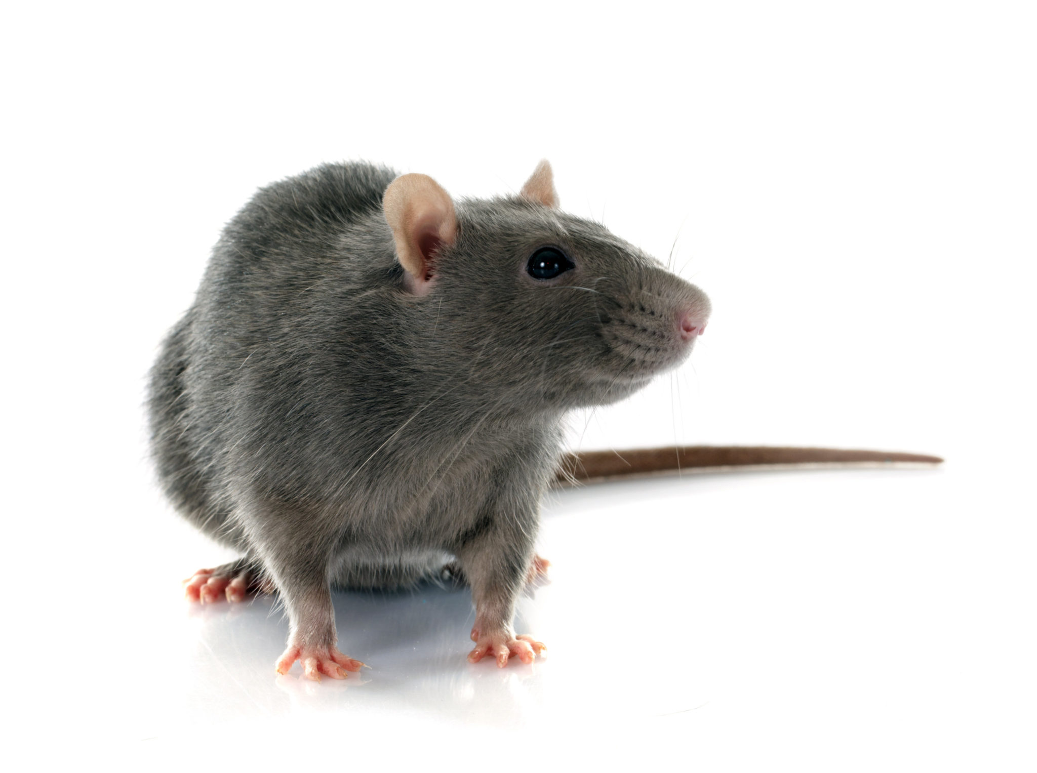 Detail Pic Of Rat Nomer 38
