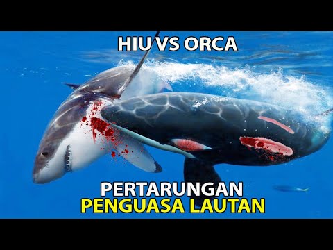 Detail Megalodon Vs Paus Pembunuh Nomer 16