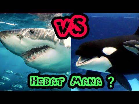 Detail Megalodon Vs Paus Pembunuh Nomer 47