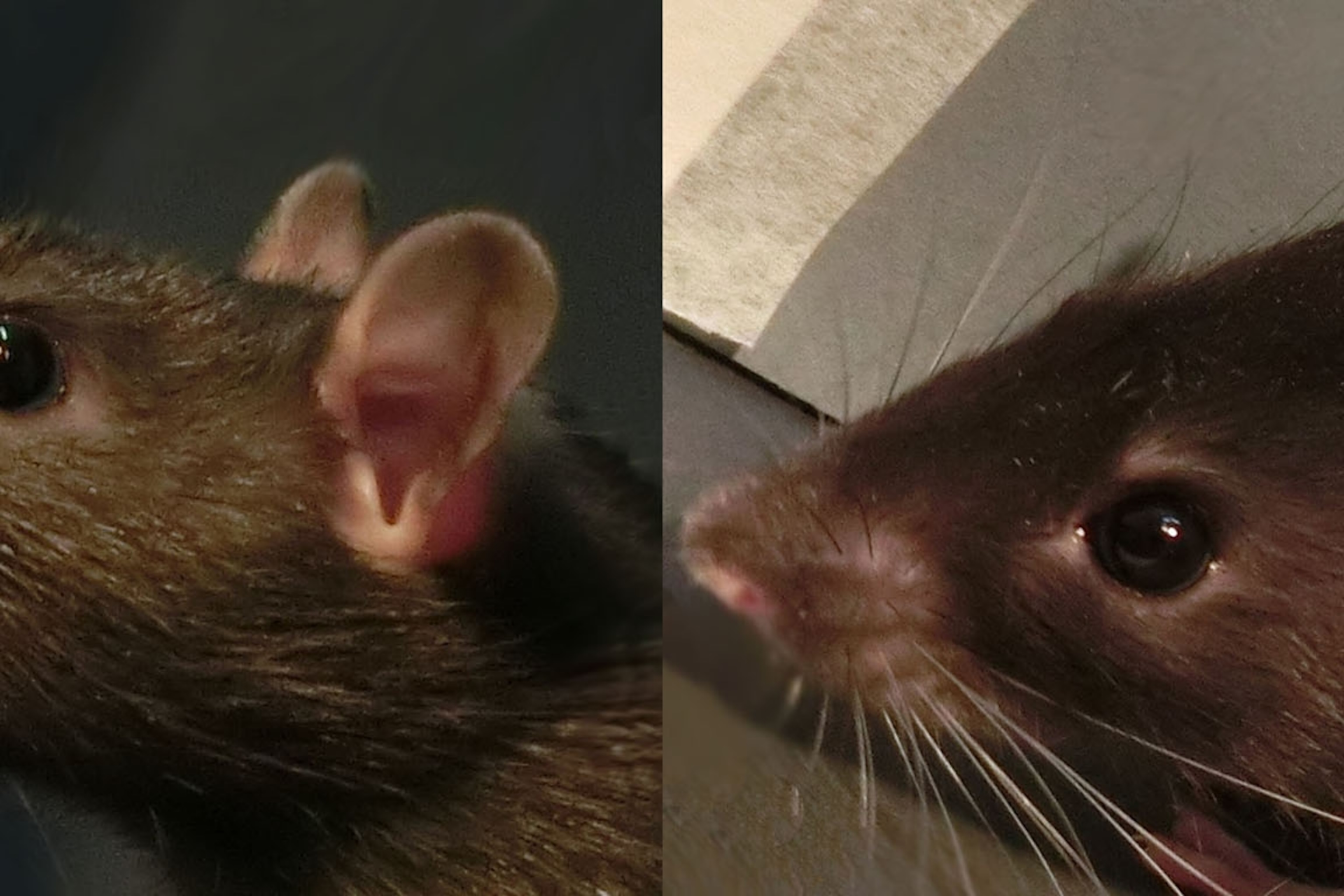 Detail Pic Of Rat Nomer 50