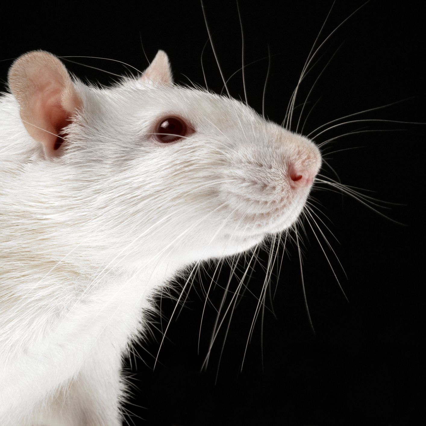 Detail Pic Of Rat Nomer 55