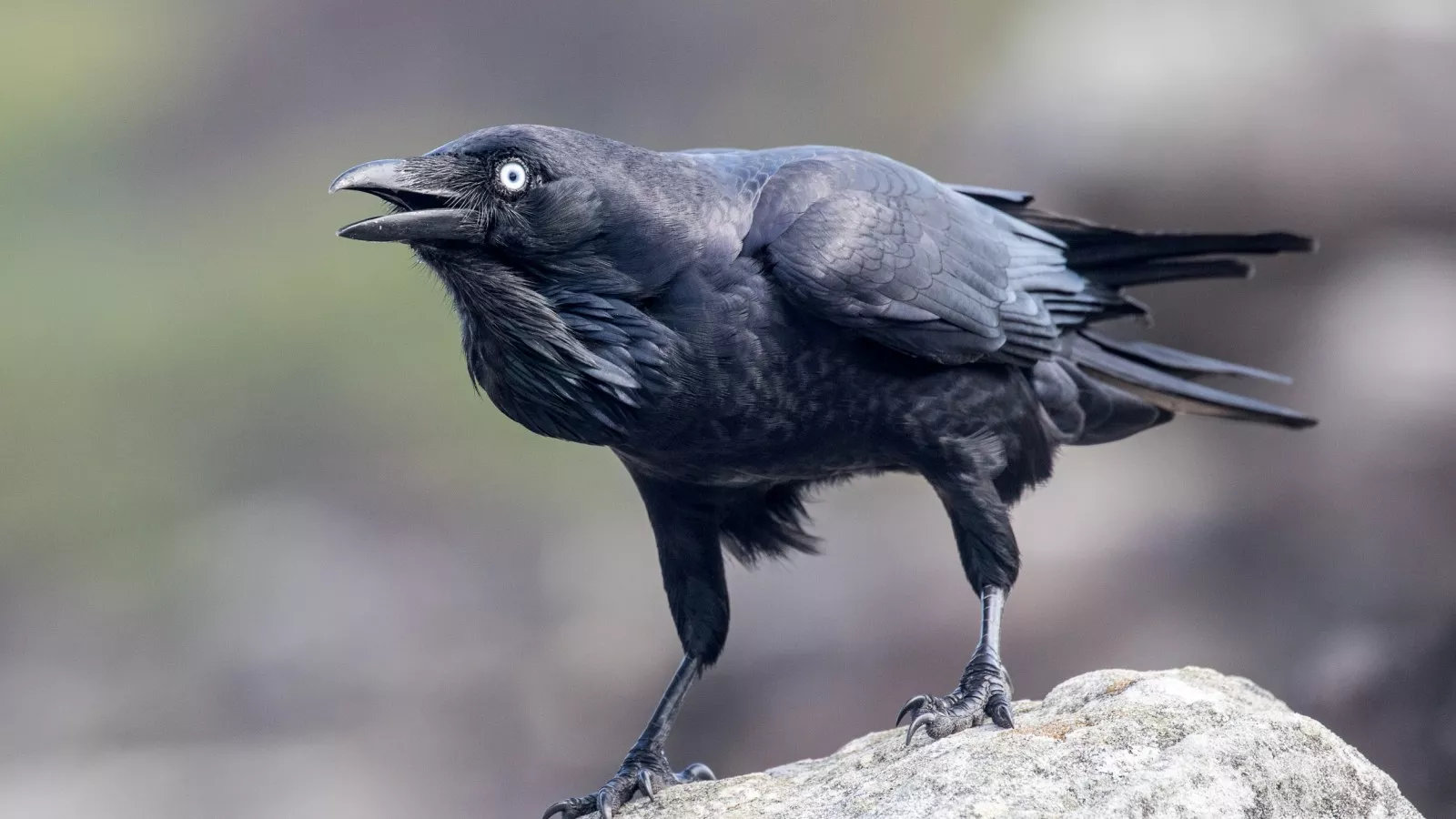 Detail Pic Of Raven Nomer 20