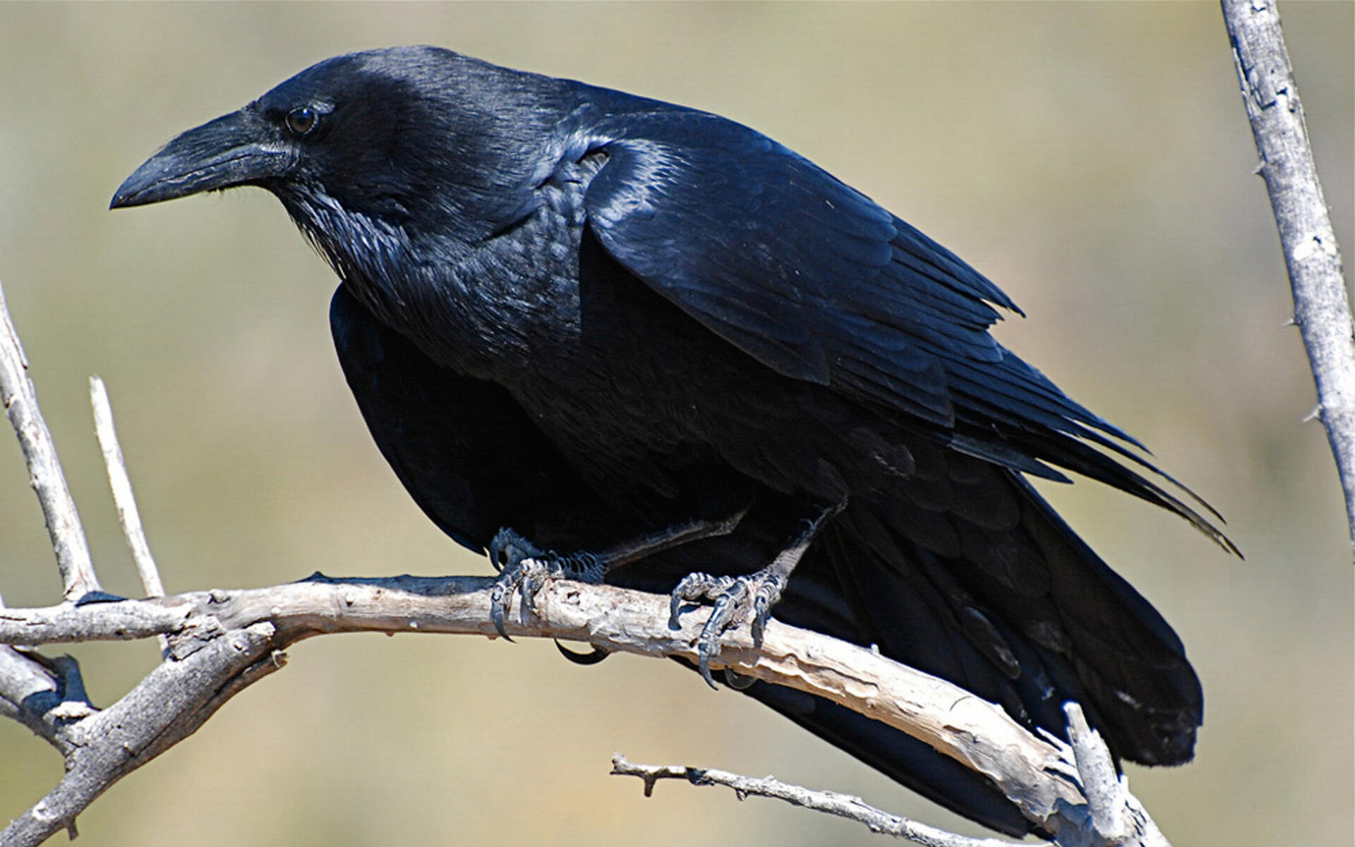 Detail Pic Of Raven Nomer 32