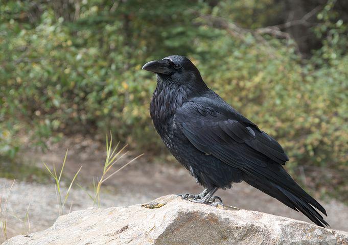 Detail Pic Of Raven Nomer 33