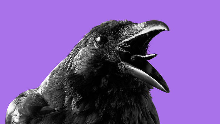 Detail Pic Of Raven Nomer 37