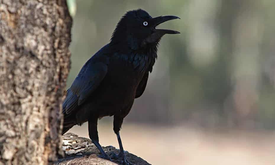 Detail Pic Of Raven Nomer 45