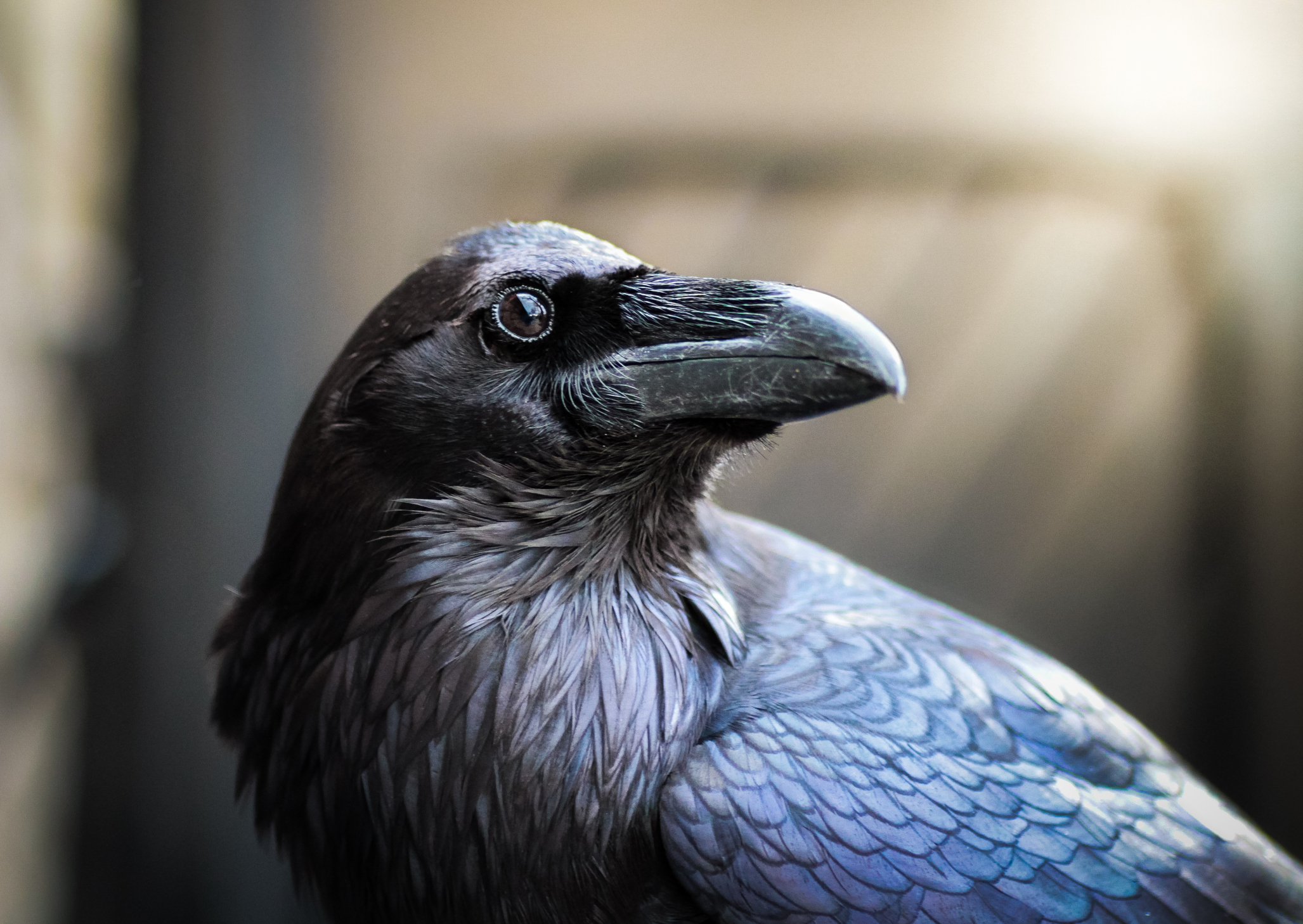 Detail Pic Of Raven Nomer 46