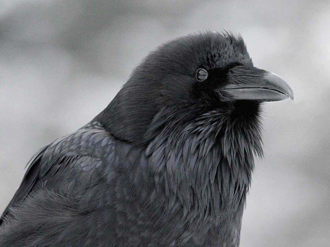 Detail Pic Of Raven Nomer 50