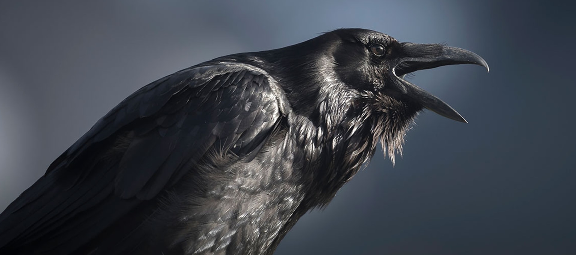 Detail Pic Of Raven Nomer 52