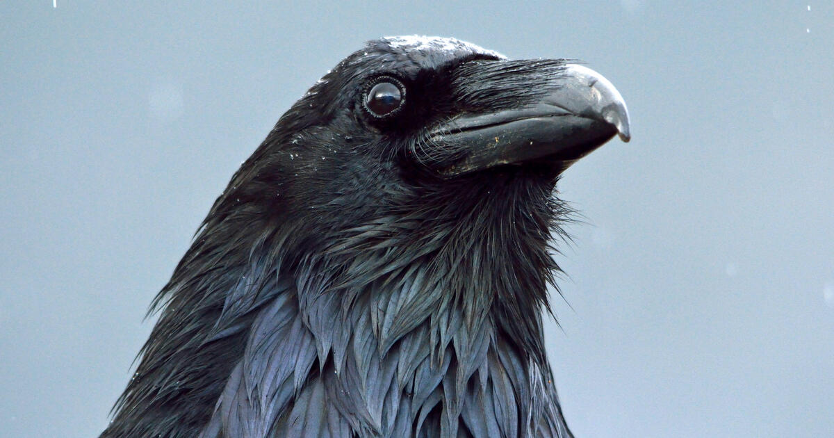Detail Pic Of Raven Nomer 57