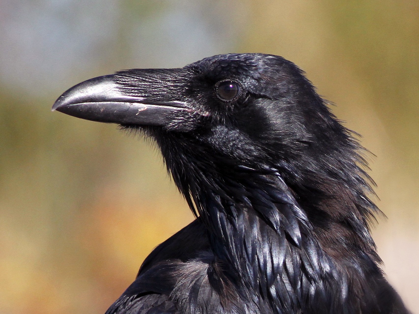 Detail Pic Of Raven Bird Nomer 13