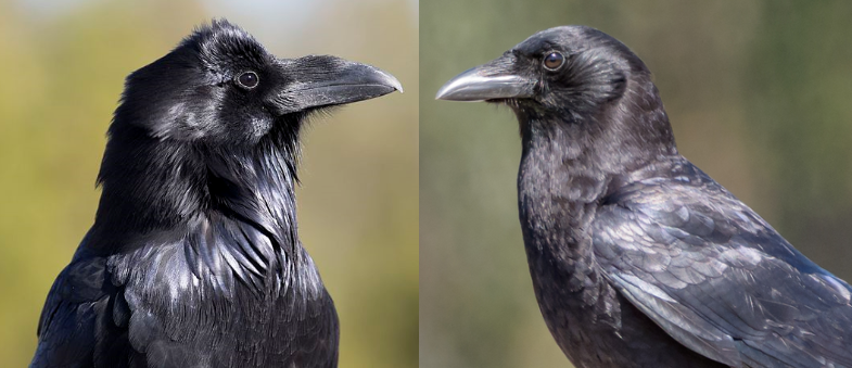 Detail Pic Of Raven Bird Nomer 19