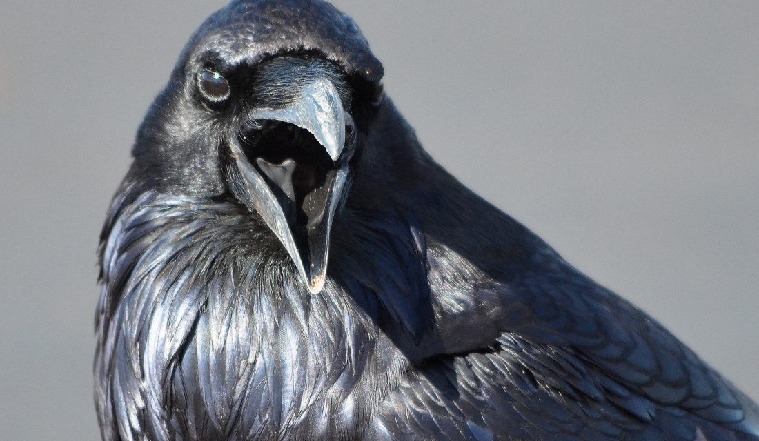 Detail Pic Of Raven Bird Nomer 26