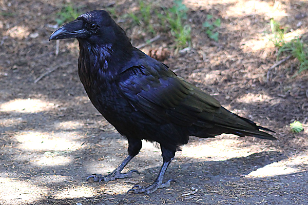 Detail Pic Of Raven Bird Nomer 30