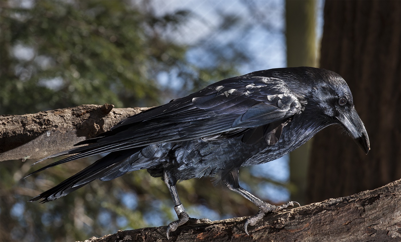 Detail Pic Of Raven Bird Nomer 35