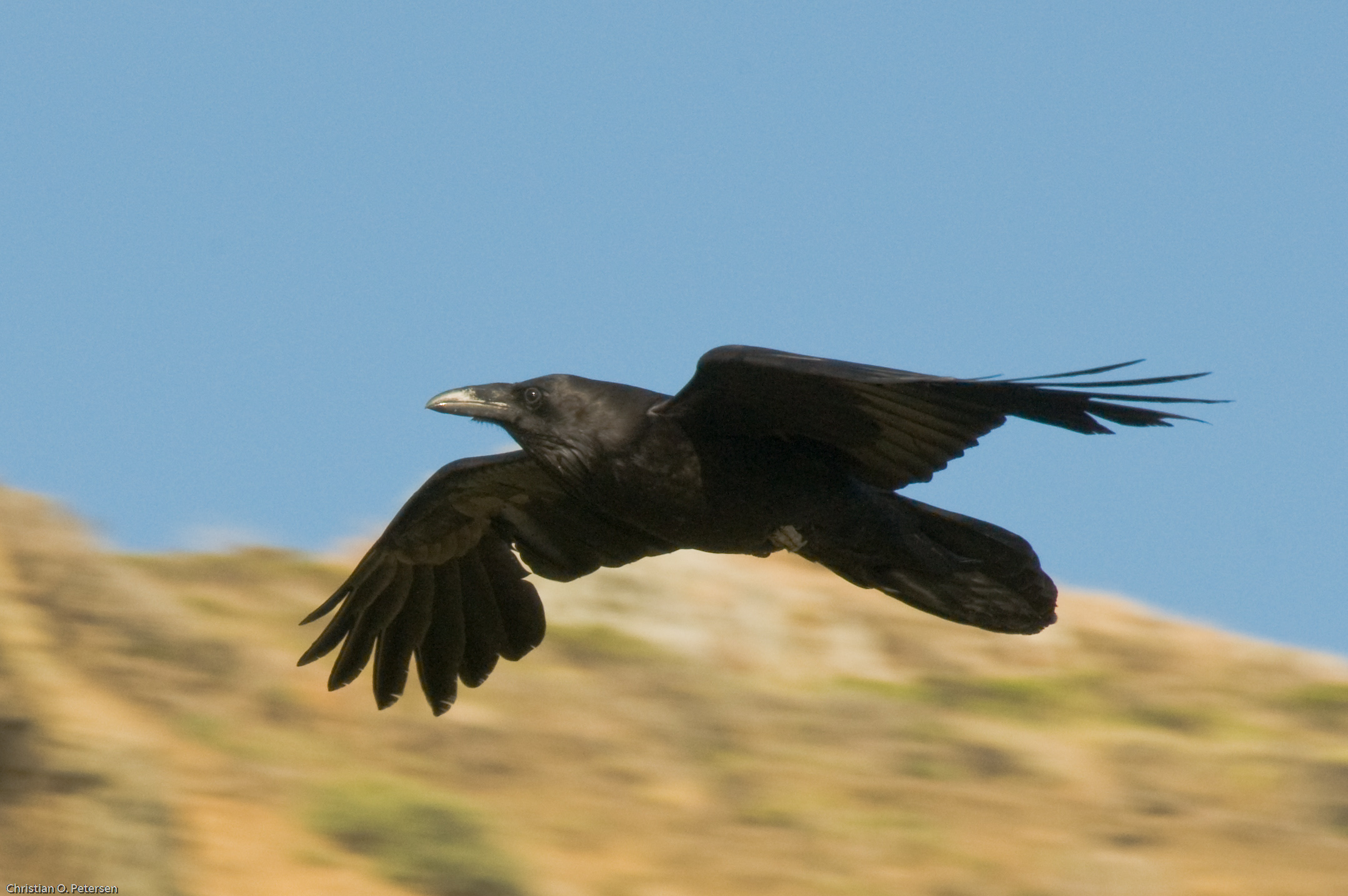 Detail Pic Of Raven Bird Nomer 39