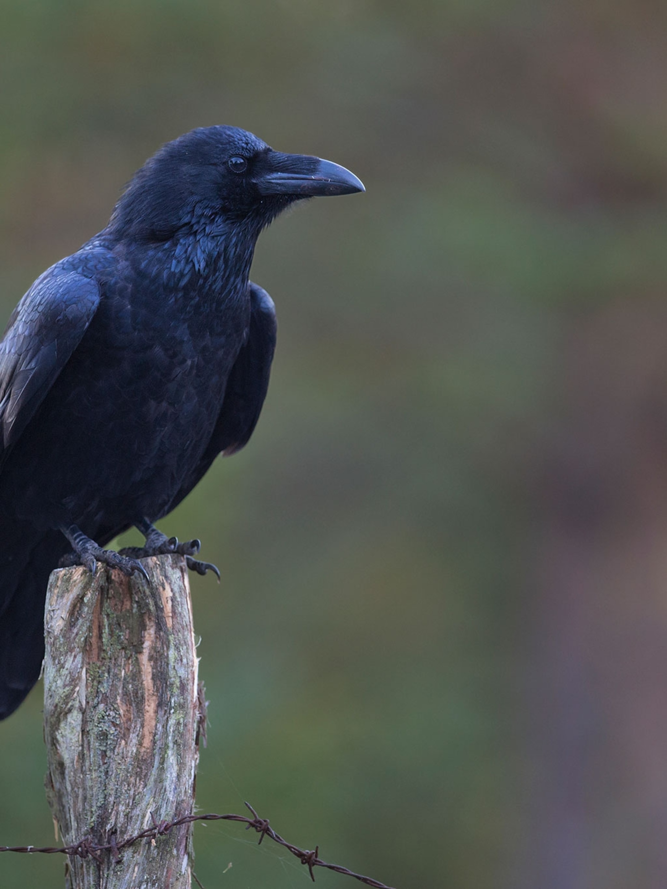 Detail Pic Of Raven Bird Nomer 7