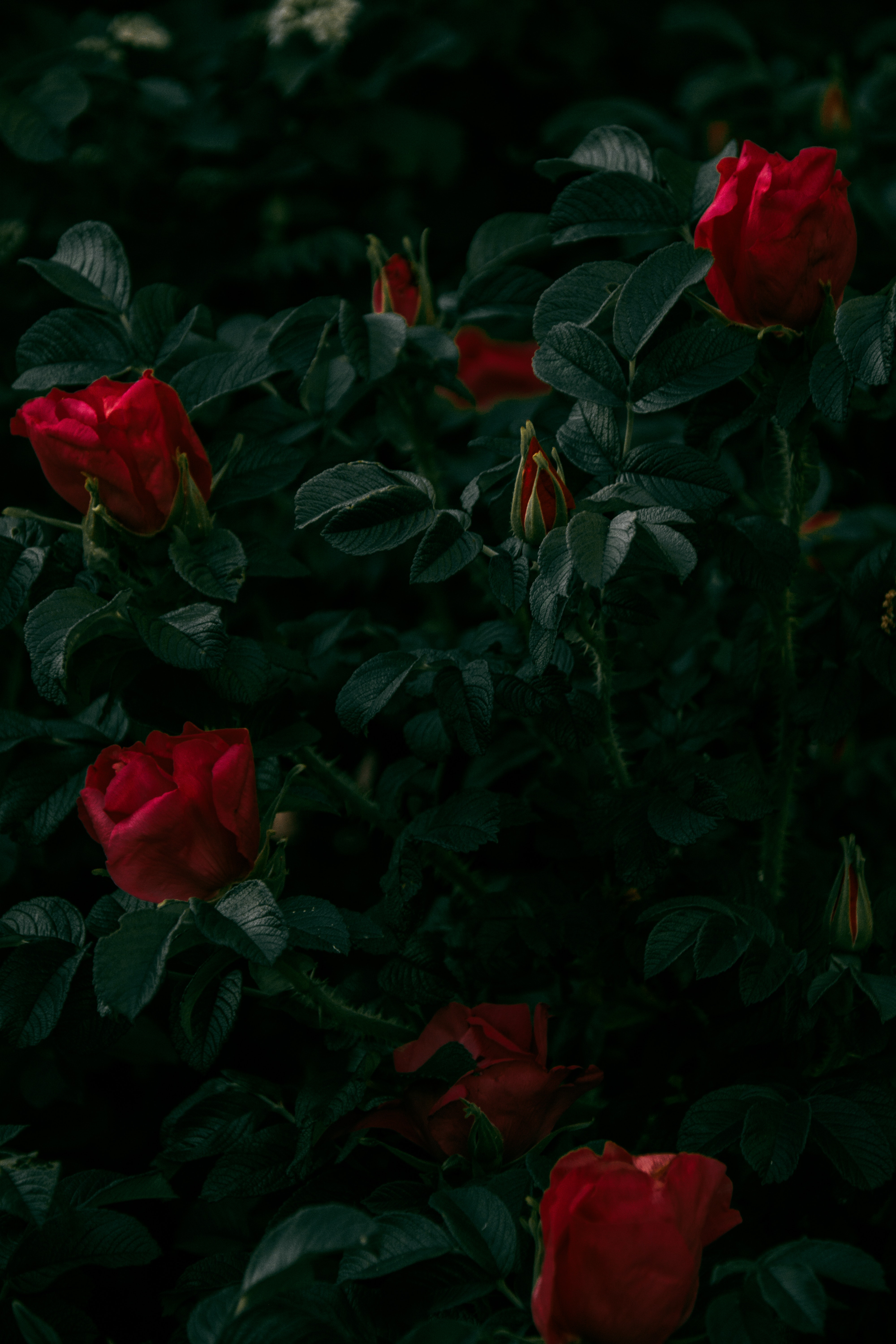 Розый. Красные розы. Куст розы. Темно красные розы. Куст красных роз.