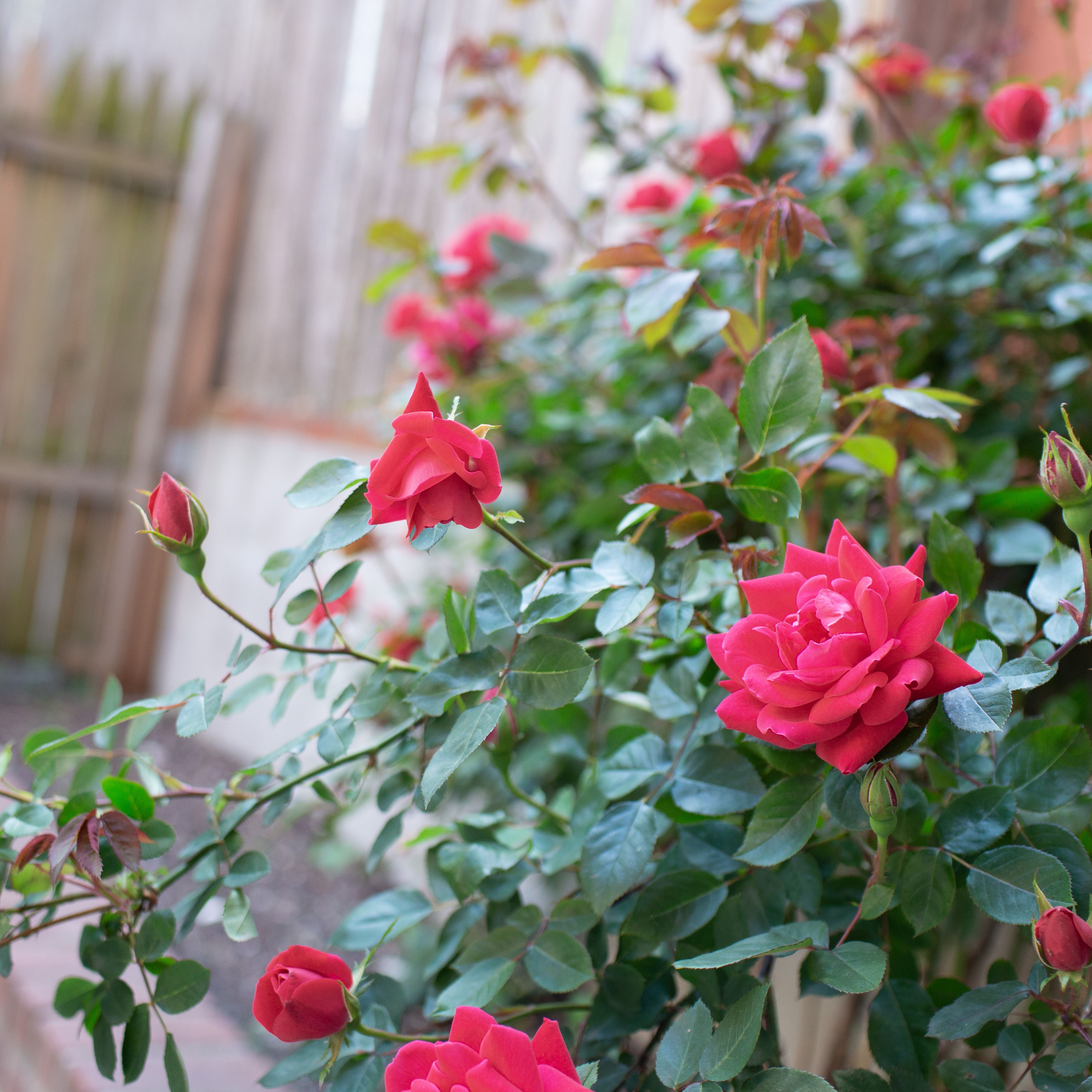 Detail Pic Of Rose Flower Nomer 12