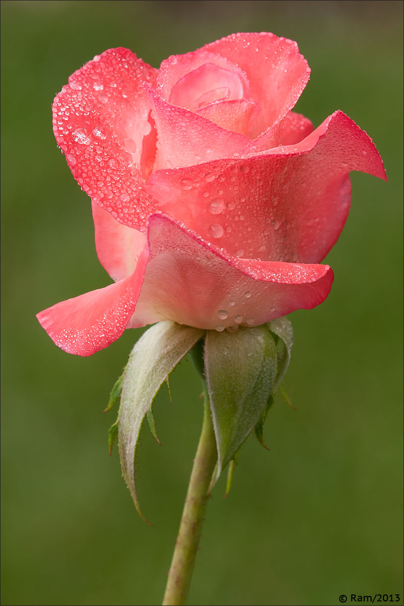 Detail Pic Of Rose Flower Nomer 55