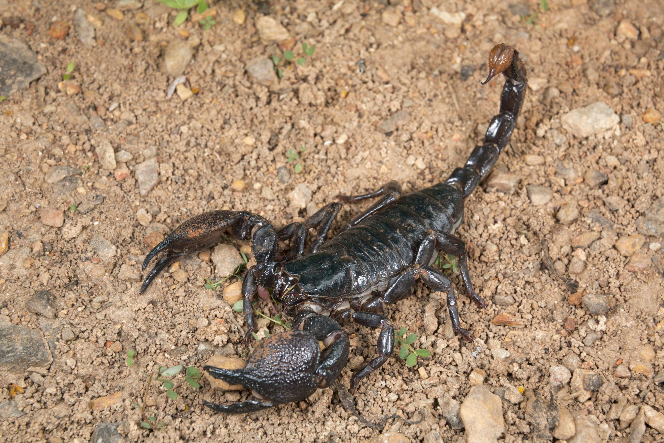 Detail Pic Of Scorpion Nomer 34