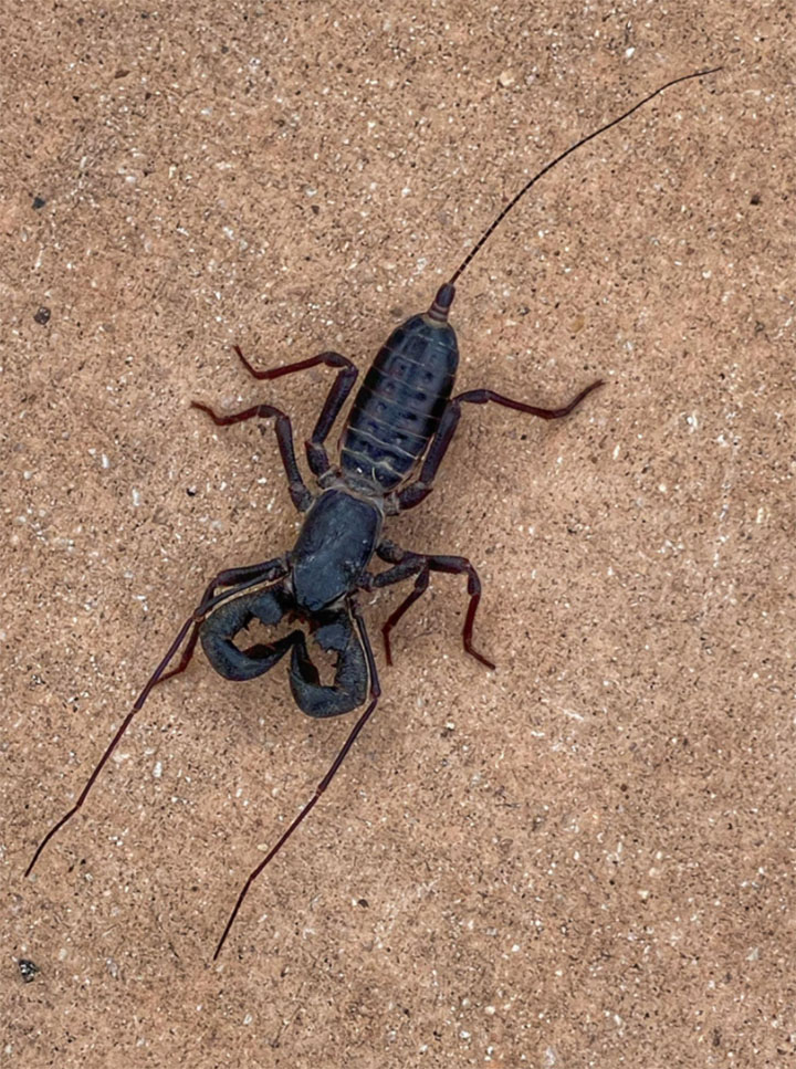 Detail Pic Of Scorpion Nomer 45