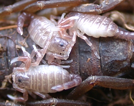 Detail Pic Of Scorpion Nomer 55