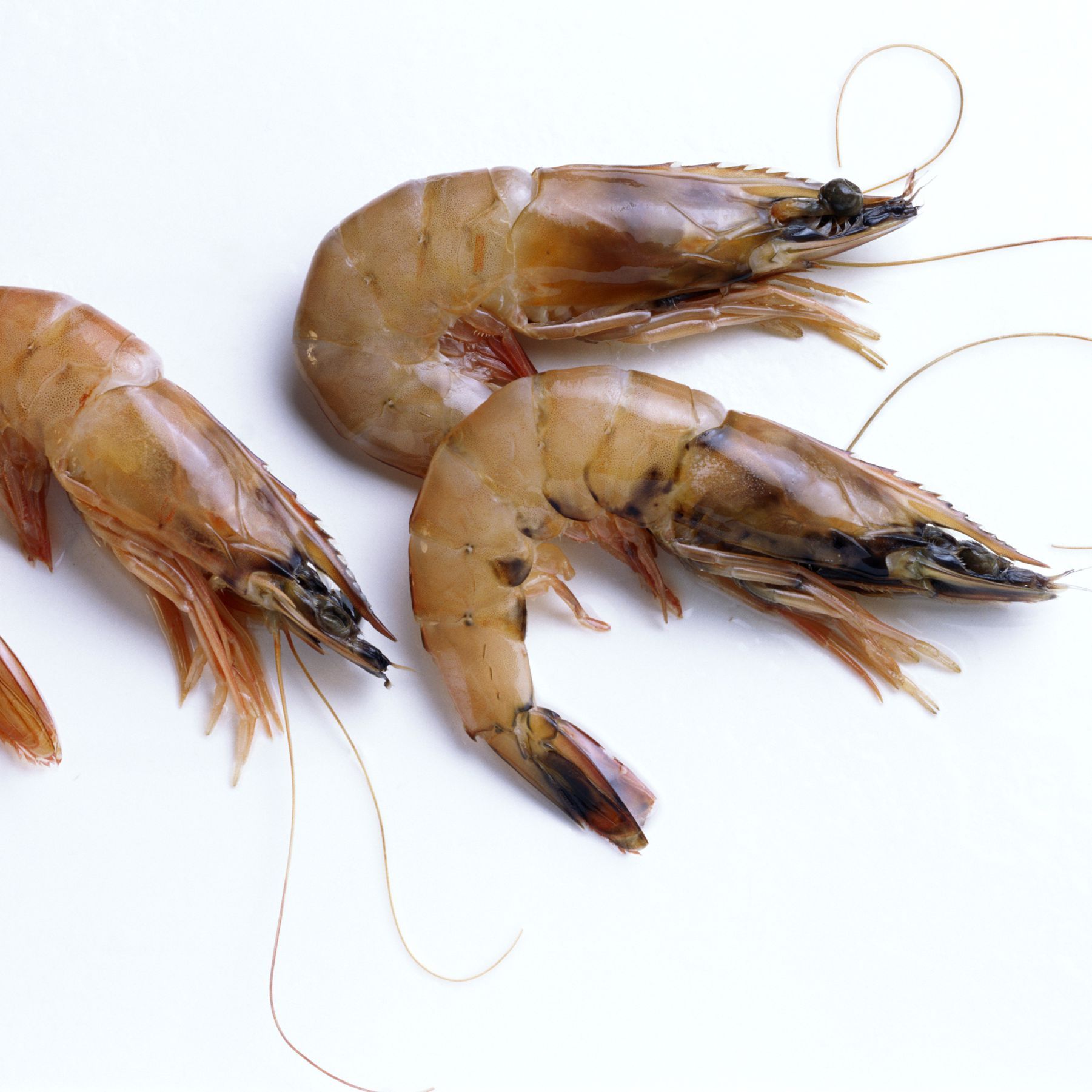 Pic Of Shrimp - KibrisPDR