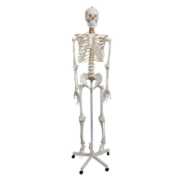 Detail Pic Of Skeleton Nomer 19