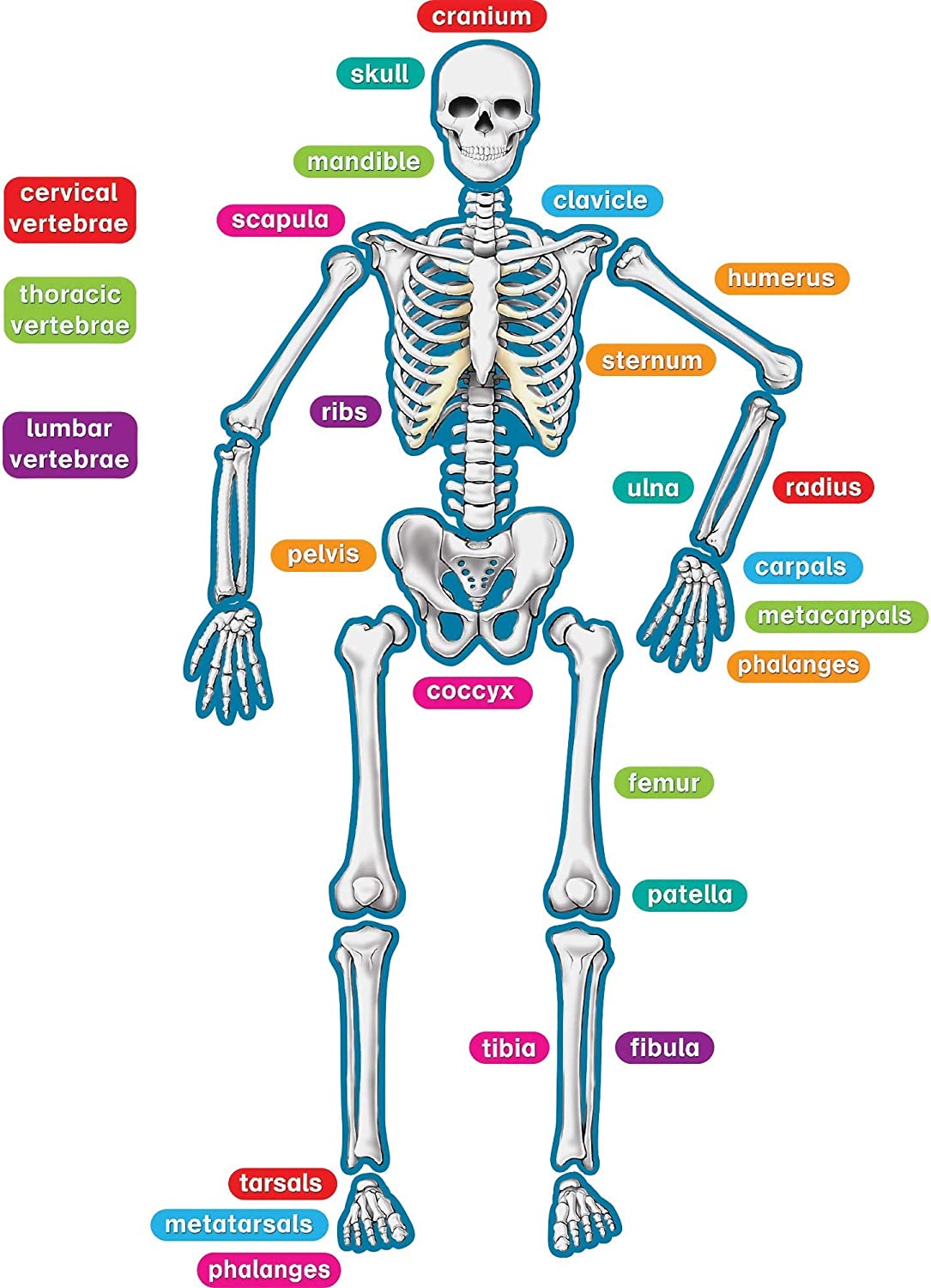 Detail Pic Of Skeleton Nomer 41