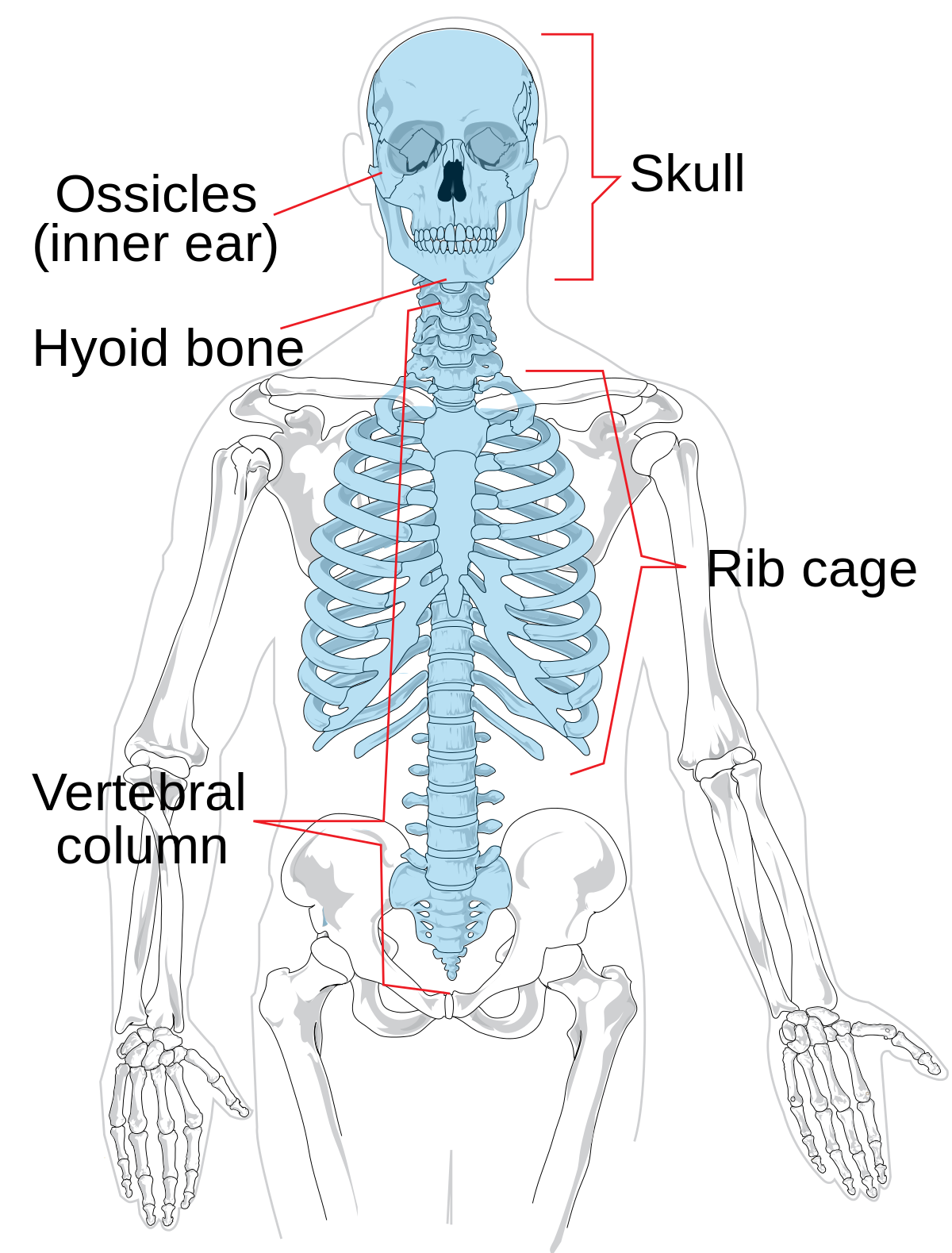 Detail Pic Of Skeleton Nomer 43