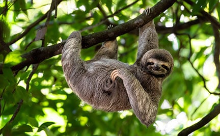 Detail Pic Of Sloth Nomer 11