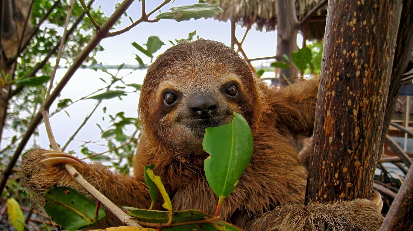 Detail Pic Of Sloth Nomer 17