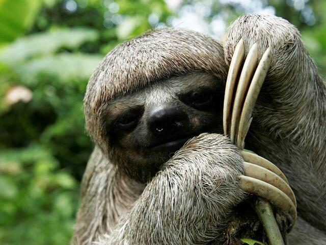 Detail Pic Of Sloth Nomer 3