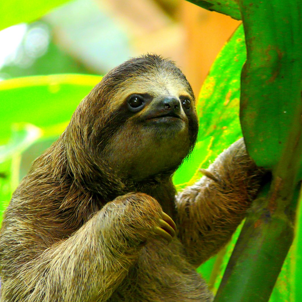 Detail Pic Of Sloth Nomer 25