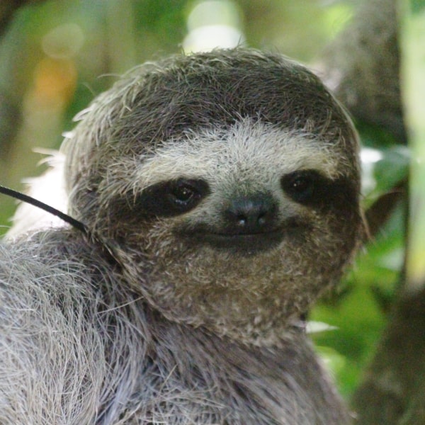 Detail Pic Of Sloth Nomer 26