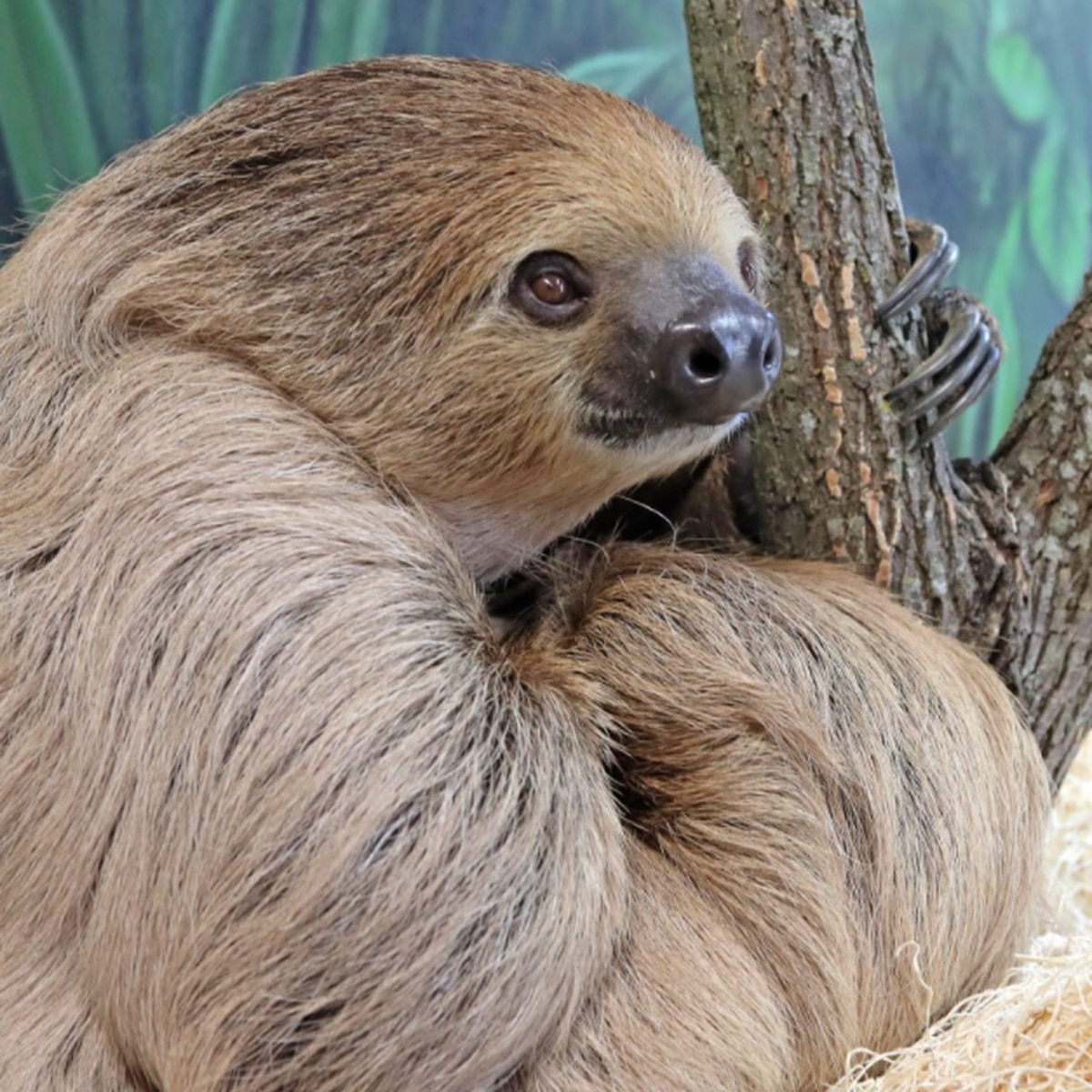 Detail Pic Of Sloth Nomer 36