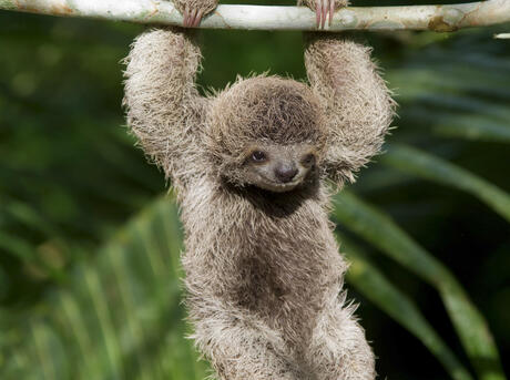 Detail Pic Of Sloth Nomer 5
