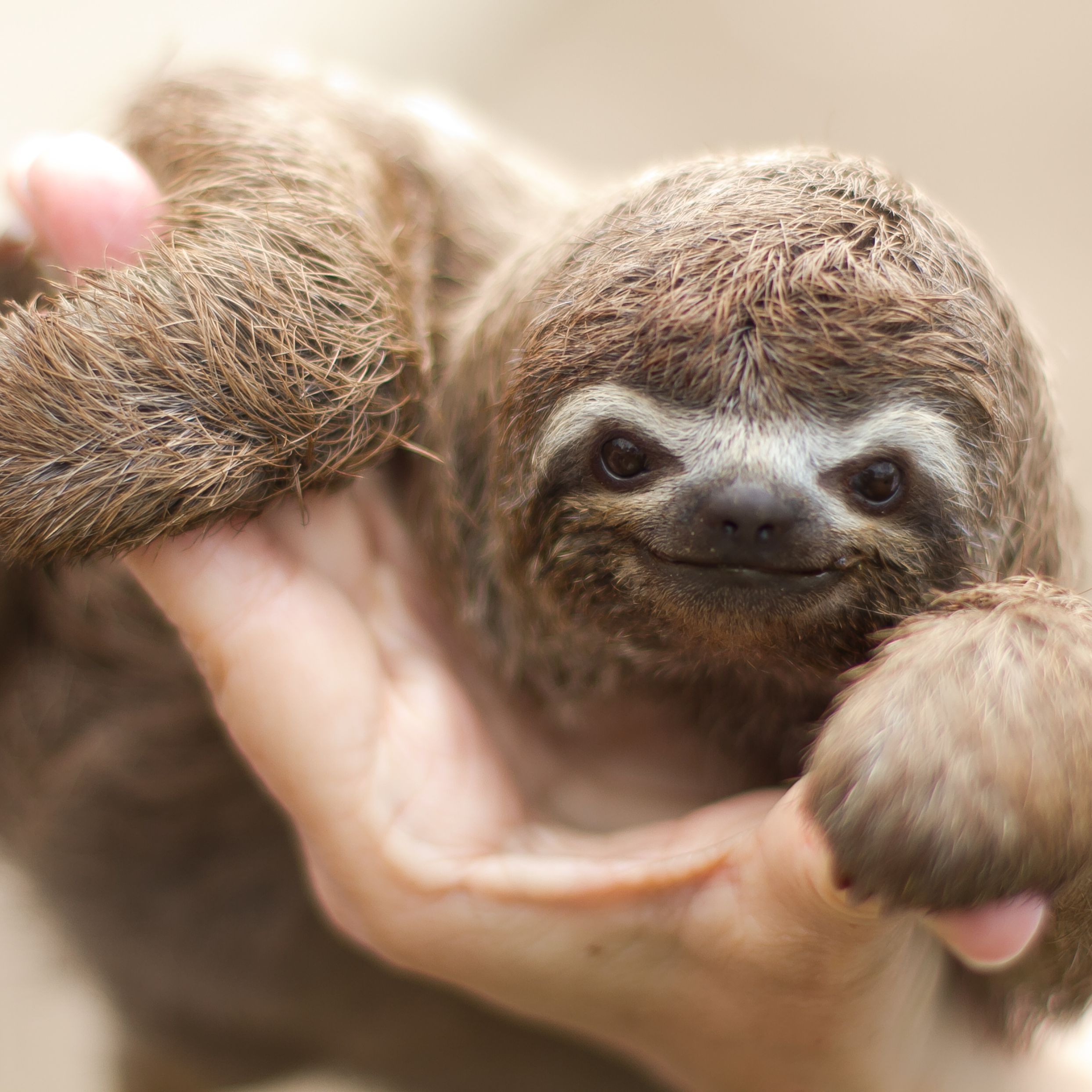 Detail Pic Of Sloth Nomer 43