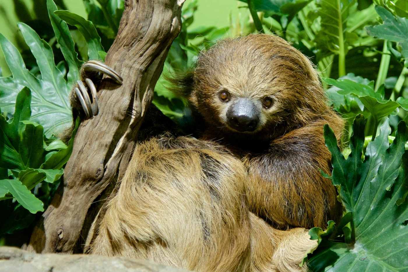 Detail Pic Of Sloth Nomer 47