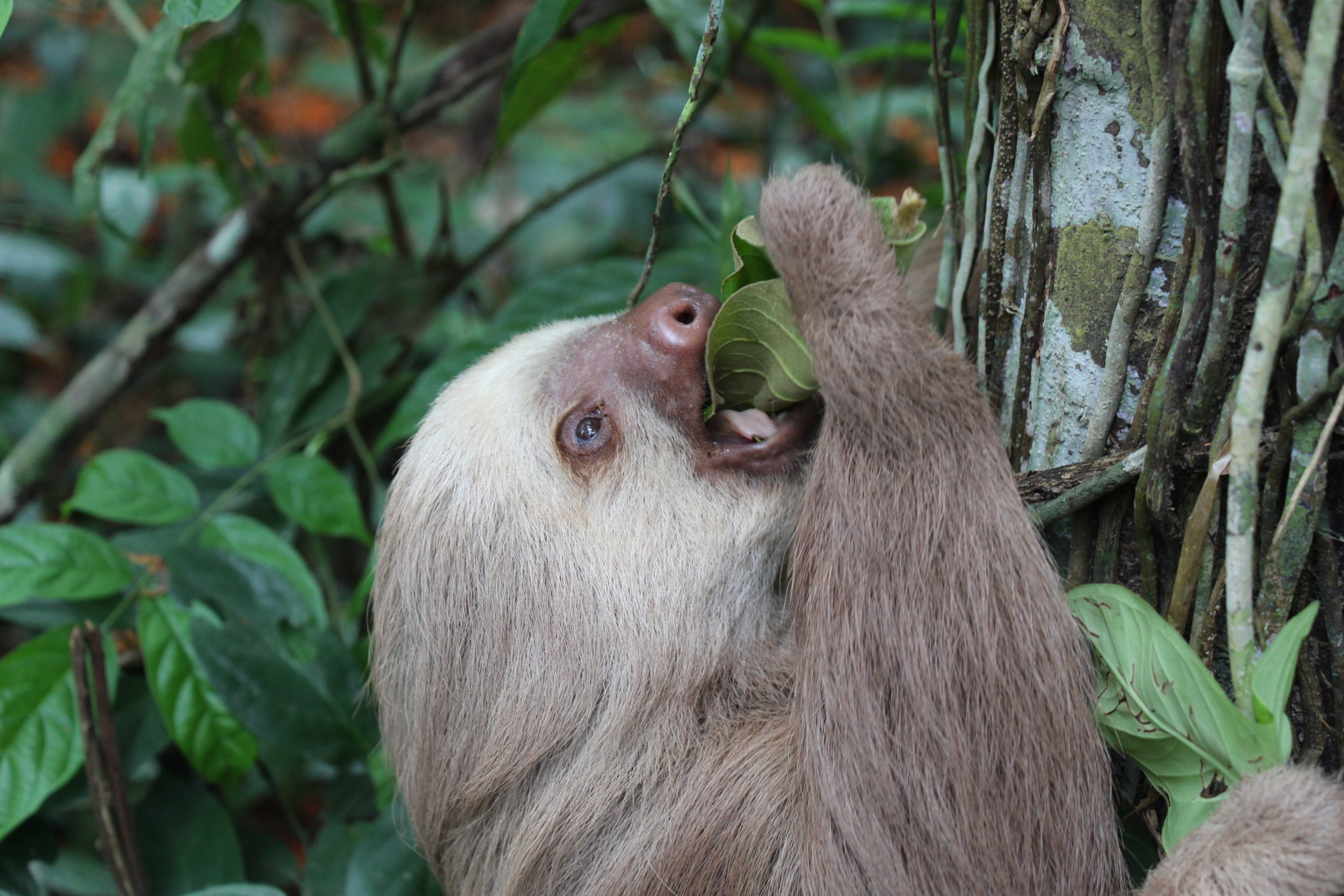 Detail Pic Of Sloth Nomer 52